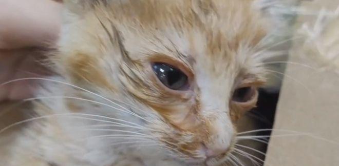 小猫得了猫鼻支(以宠物为主)