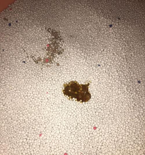 小猫的粪便处理方法(宠物家庭如何有效解决小猫粪便问题)