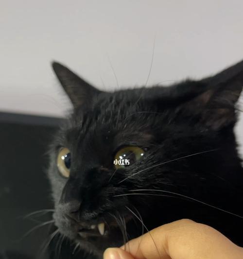 小猫胡须断了怎么办(如何照顾小猫的胡须)