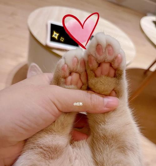 小猫的爪该剪吗(关于宠物护理的重要性和正确剪爪方法)