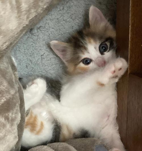 小猫为什么喜欢咬人(探究小猫咬人的原因及如何预防)