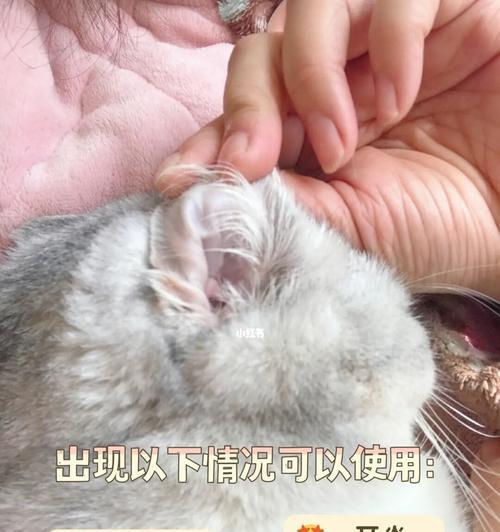 小猫耳朵发烫（宠物发烧怎么办）