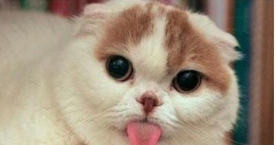 小猫呼吸急促应该如何处理(宠物主人必读!掌握这个)