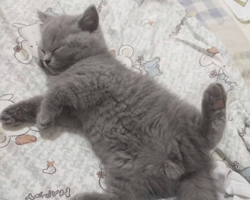 小猫的超能力——宠物检查的秘密(从小猫身上了解宠物的健康状况)