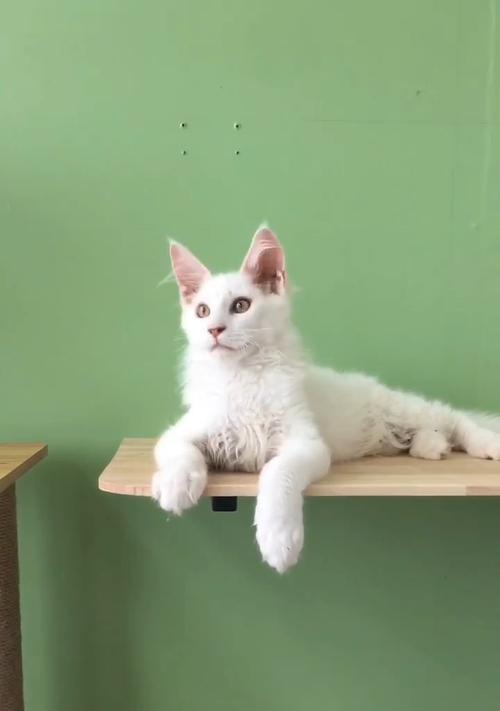 小猫换毛指南（如何正确处理小猫换毛问题）