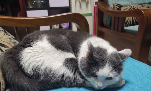 小猫可以喝泡的奶粉吗(探讨小猫喝泡的奶粉的利弊及饲养建议)