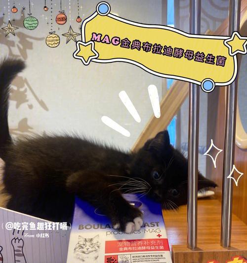 宠物猫拉稀求救!如何护理(小猫拉稀要死了怎么办)