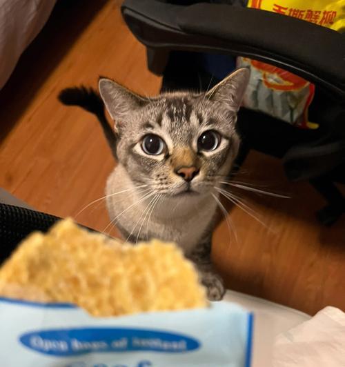 小猫可以吃鱼干吗(探究宠物食品中鱼干的安全性)