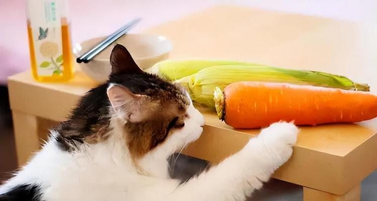 小猫能否吃蒸鸡蛋（宠物饮食需注意的禁忌和建议）