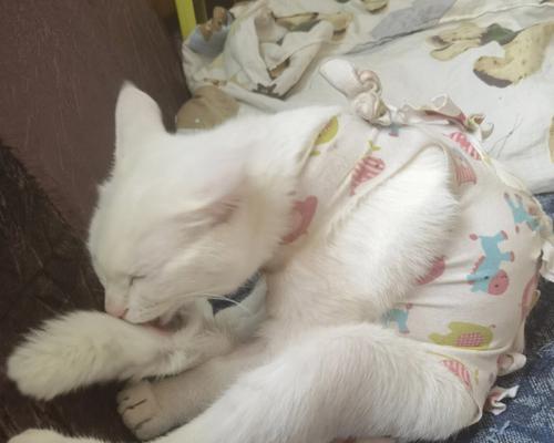 小猫跑丢了,如何找回来(有效的寻找失踪宠物方法)
