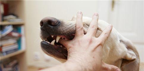宠物也可能感染狂犬病（小猫小狗的健康需要我们关注）