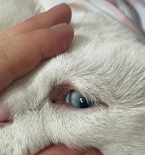 小猫眼睛红了怎么办?宠物眼部疾病应对大全!