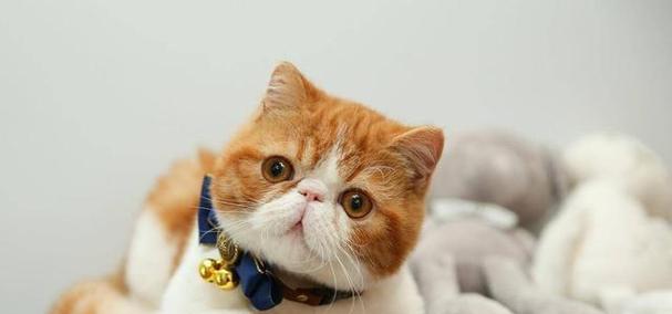 小猫一直喘怎么办(宠物猫的呼吸困难)