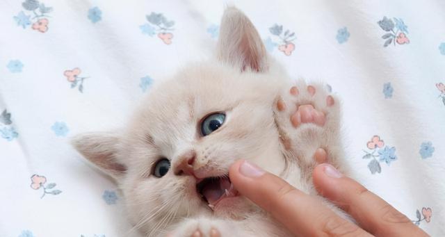 如何照顾小猫成为理想宠物家长(关注健康)
