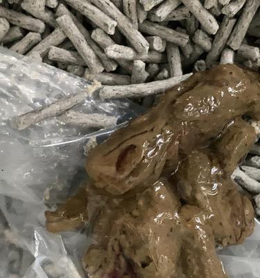 小猫便血原因与治疗(宠物健康须知)