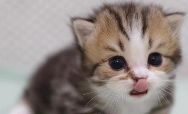 小猫早产处理指南（如何妥善照顾早产小猫）