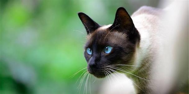 小猫抓人有毒吗(宠物猫抓人是否需要防疫措施)