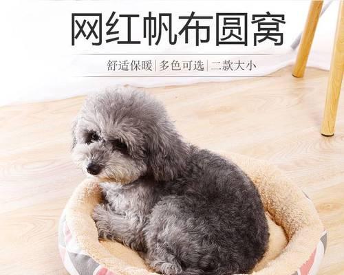如何给新生的小狗取名(宠物名字的重要性及命名灵感来源)