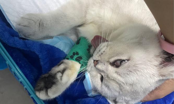 徐州宠物医院哪家猫咪绝育好（为爱猫做好绝育手术）