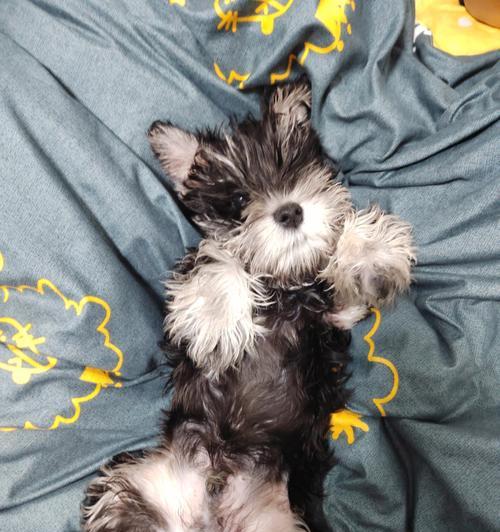 如何选择适合雪纳瑞幼犬的狗粮（宠物护理必读）