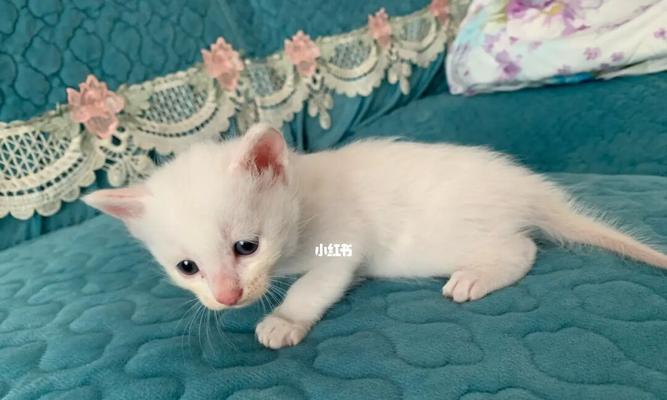 养猫必备知识（以宠物为主）
