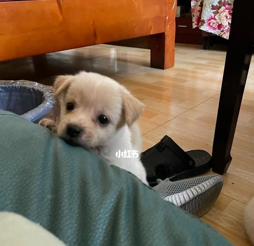 一月大狗狗喝什么(探究一月大狗狗的饮食习惯及喝水的副作用)