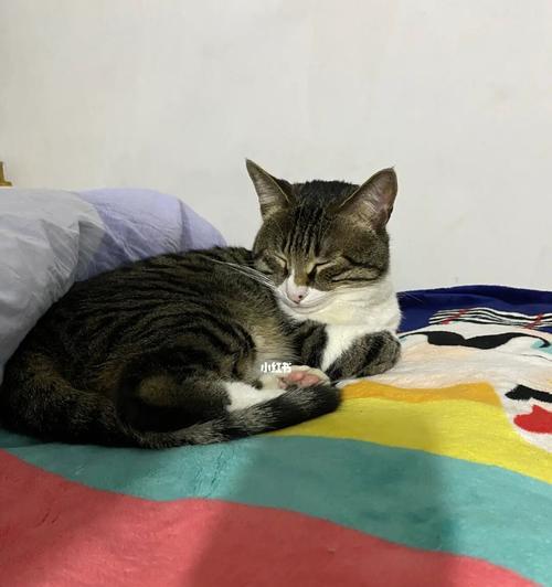 小猫的睡眠习惯（了解宠物小猫的睡眠规律及睡眠所需）