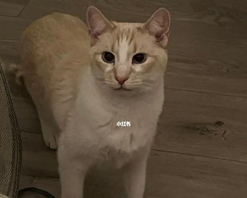 宠物猫不吃饭怎么办（一月不吃饭的猫咪如何调理）