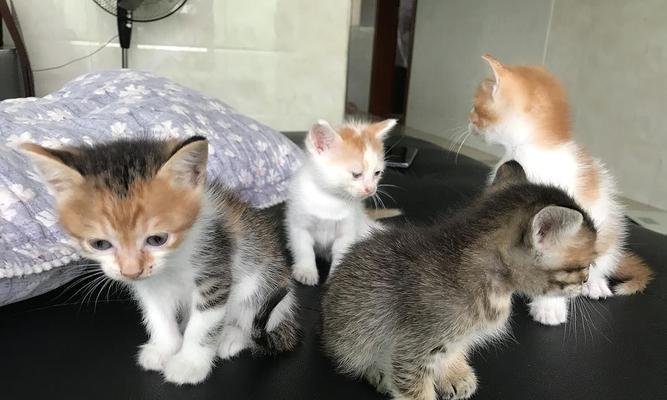 一月小猫奶粉喂养全攻略（选择适宜奶粉）