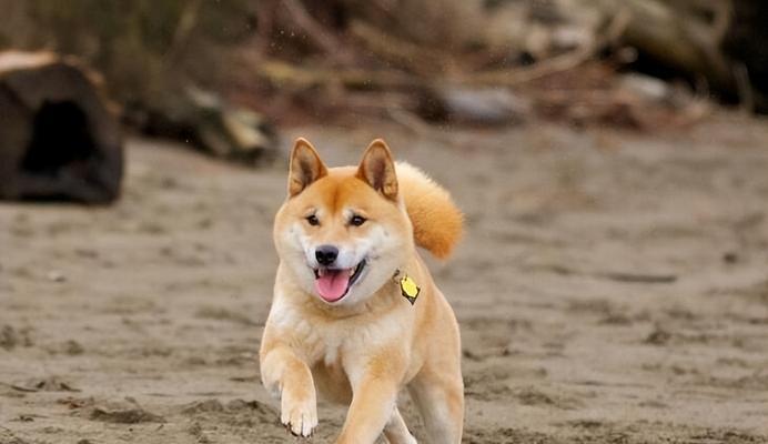 《以柴犬吃什么狗粮为主题，探讨宠物狗饮食健康》（了解柴犬饮食原则）