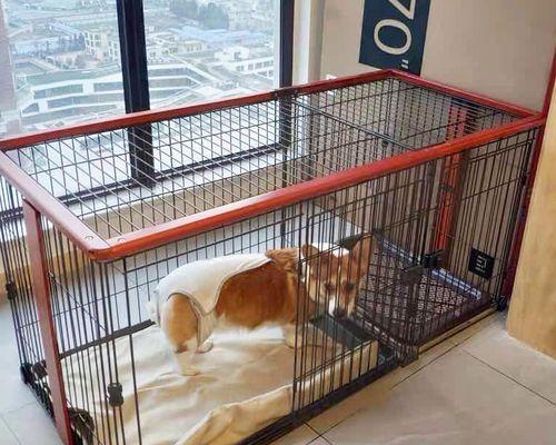 以大狗狗笼子设计为主题的宠物家居创意(打造宠物舒适空间)