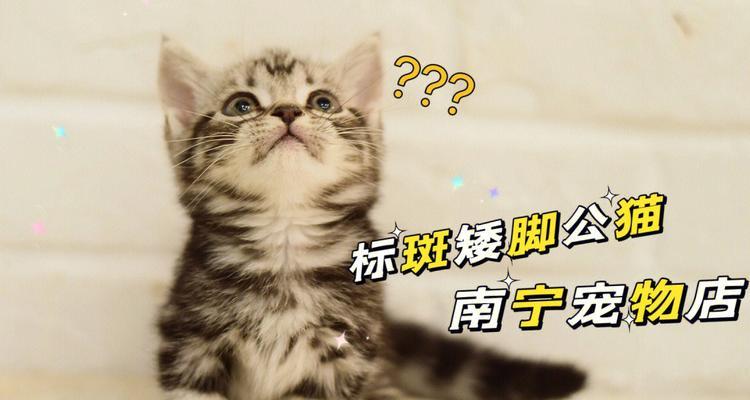多大小猫长爪子的秘密(探秘宠物猫爪的奥秘)