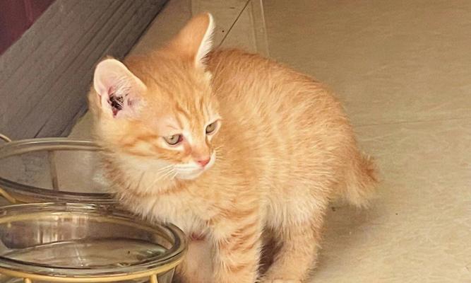 小猫咪两个月该如何科学饲养(宠物猫咪的日常饮食)