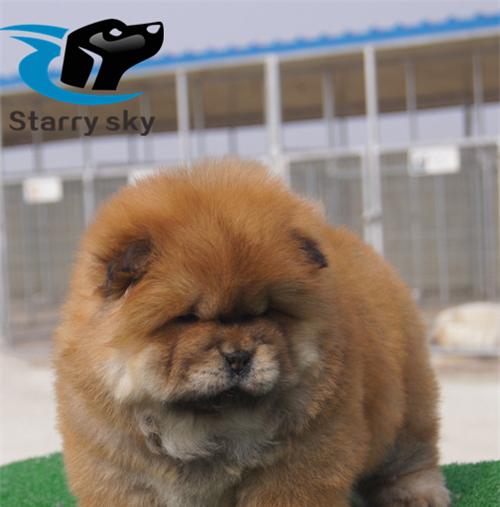 如何为繁殖犬舍选择合适的饲料（以宠物为主）