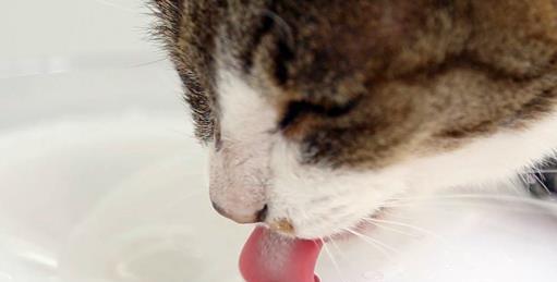 猫咪的饮水之道（如何让猫咪喝到最适合的水）