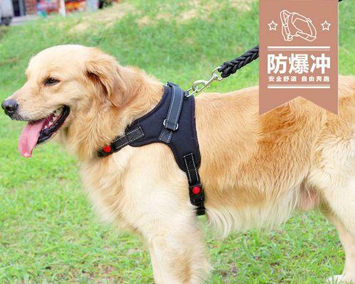 狗狗背上硬疙瘩,如何应对(关注宠物健康)