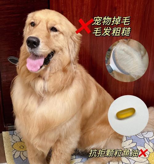 养狗不可忽略的营养素——鱼油(让宠物狗更健康的秘诀)