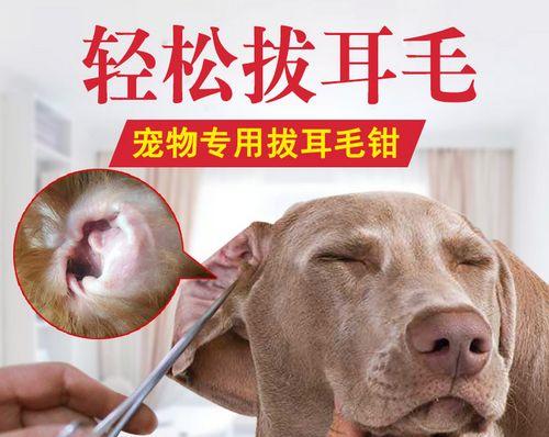 狗狗耳朵保健指南（如何正确地清洁）