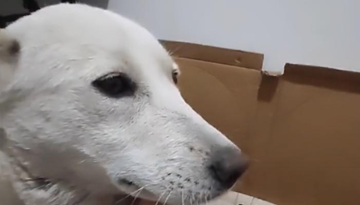 新狗狗的狼嚎之谜（解析狗狗刚到家时的狼嚎现象）
