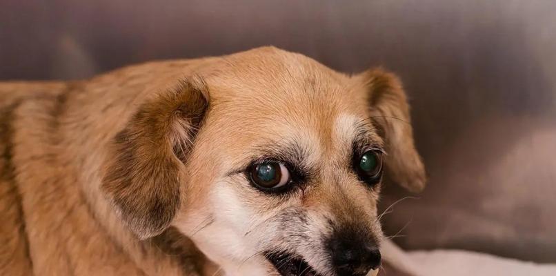 狗狗患上狂犬病,如何预防和治疗(以宠物为主)