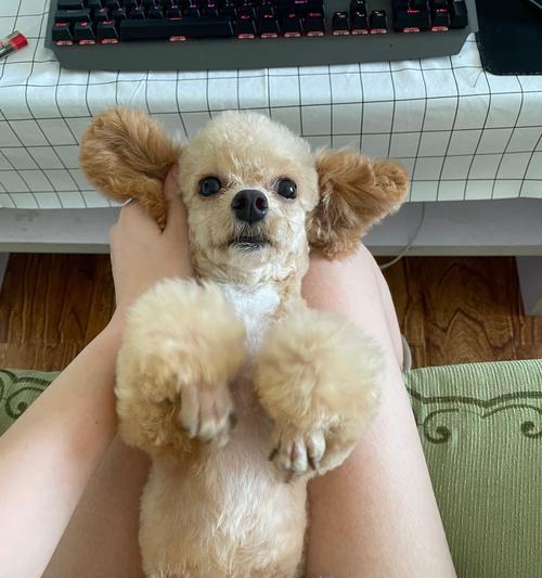 狗狗剪毛后发抖的原因与解决方法(为什么狗狗剪毛后会发抖)