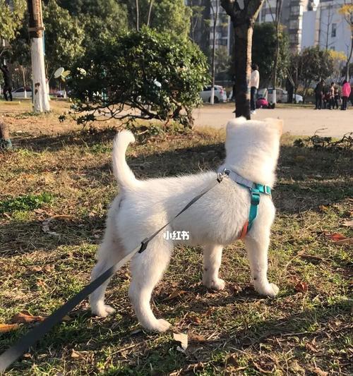 快乐宠物(探秘狗狗乱跑的原因与习惯)