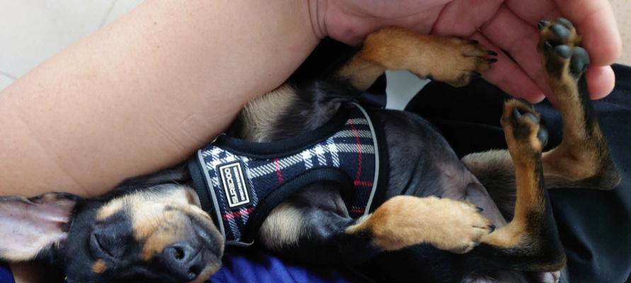 犬有多少个尾椎（探究犬尾椎数量的奥秘）