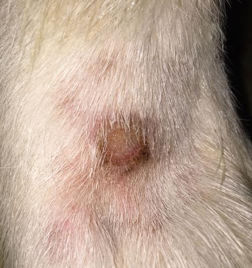 宠物狗狗内部张肿块的病因和治疗方法