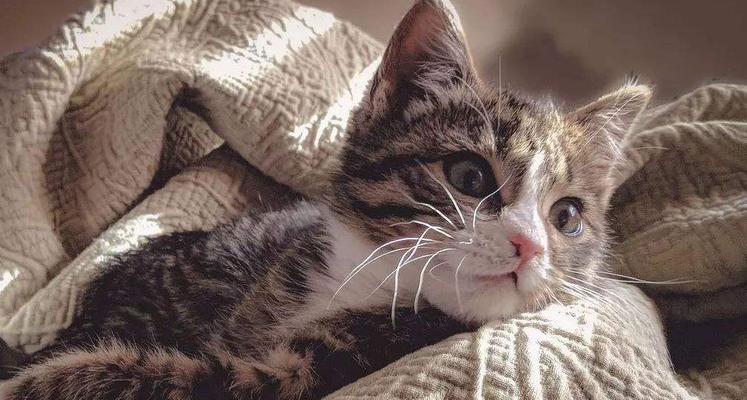 猫咪疫苗与洗澡,如何兼顾(宠物养护必备知识)