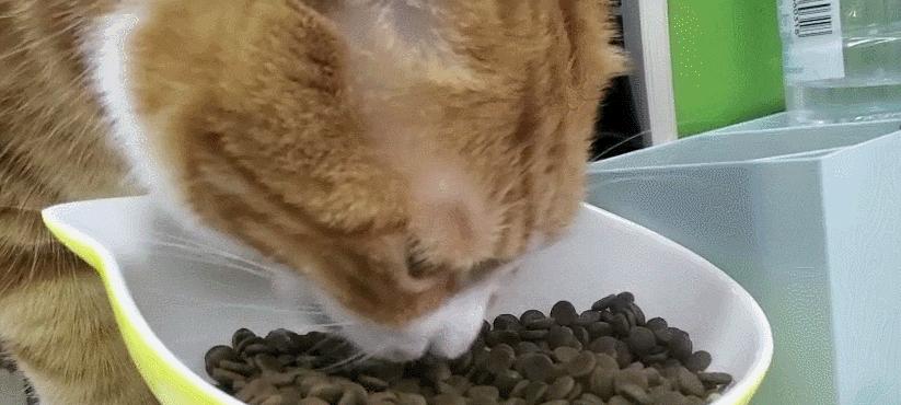 猫咪只吐没拉稀,应该如何处理(解决猫咪吐的原因和采取的措施)