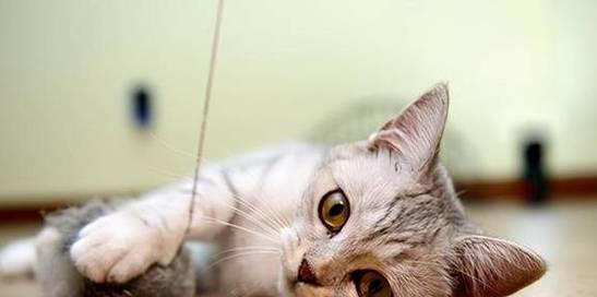 小猫凉胃吐黄水,怎么办(宠物护理的重要性与小猫胃部不适的原因分析)