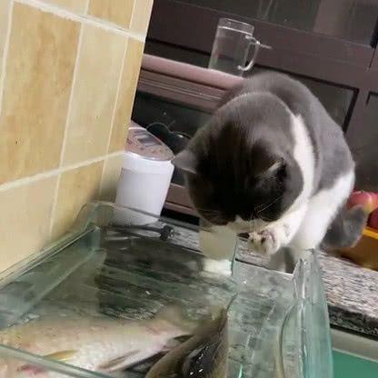 小猫的鱼餐之谜(揭秘宠物猫在哪里吃鱼最合适)