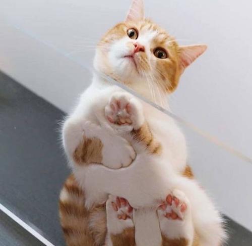 如何帮助3个月大的小猫度过寒冬(宠物主人必看)