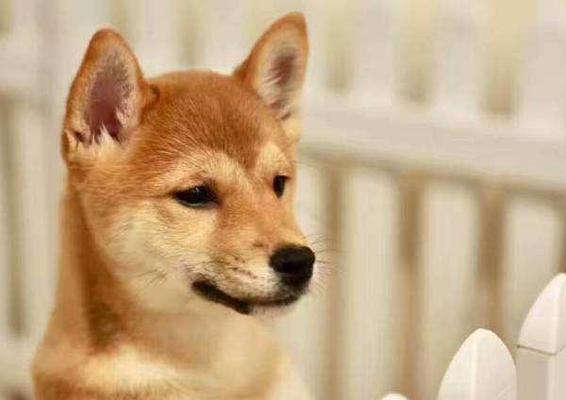 四个月柴犬饮食指南(为宠物提供健康)